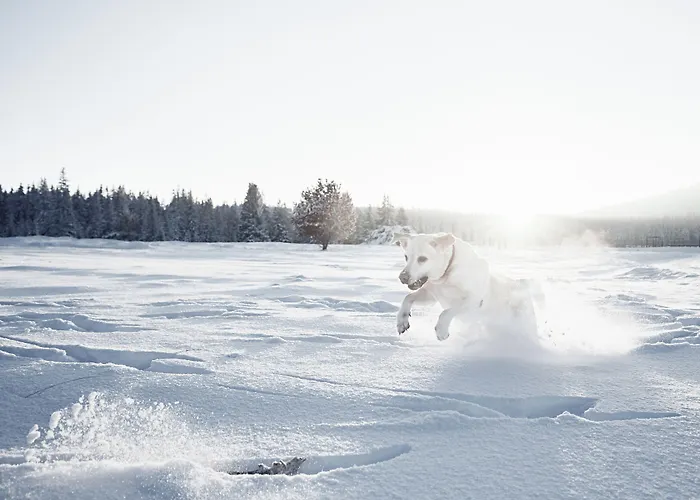 Rigele Royal Superior Hotel